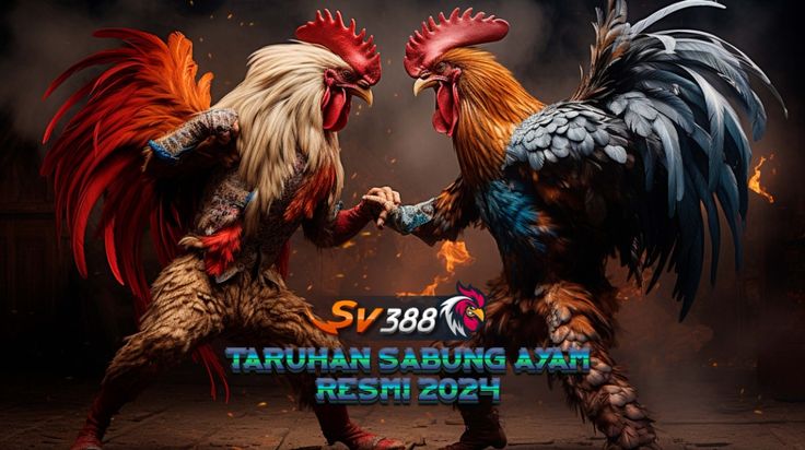 Live Games Sabung Ayam (Sabuk Ayam): Tradisi Legendaris yang Kini Bisa Dimainkan Online